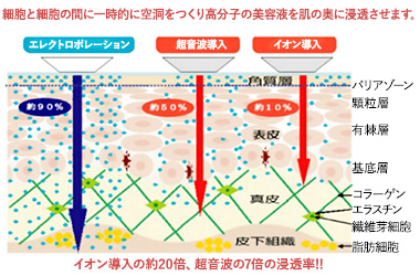 エレクトロポレーションの浸透率