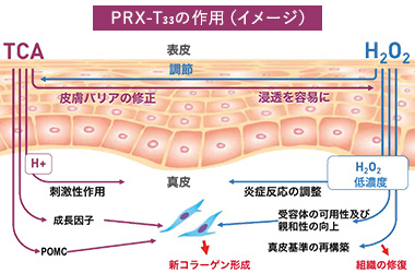 PRX-T33の作用（イメージ）